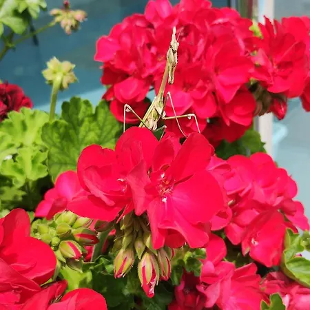 Отель Blue Bay Солнечный берег