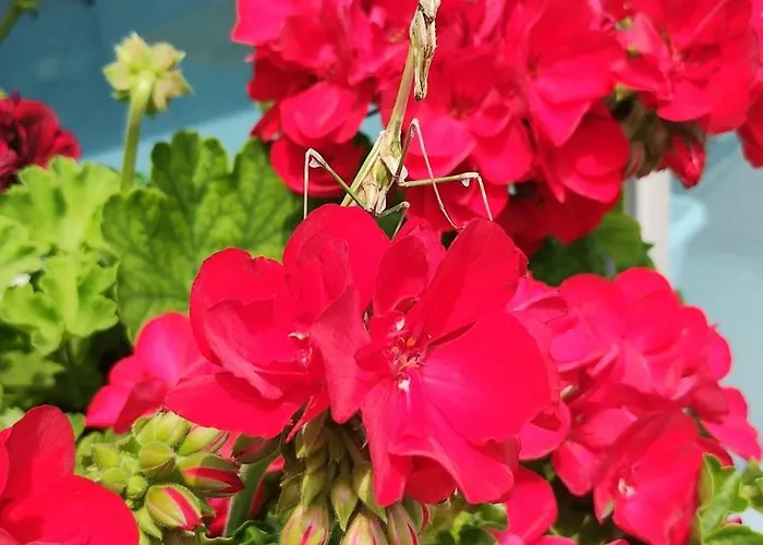 Hotel Blue Bay Sunny Beach